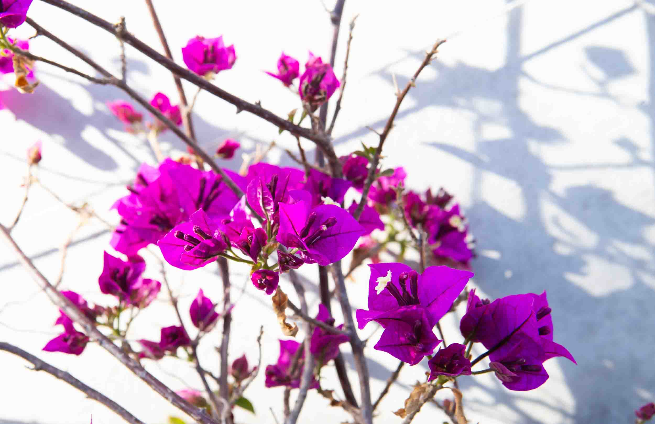 JOURS DE FOLIE (Días de locura!)